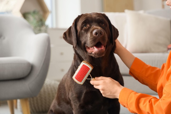 Miláčikovo - česanie psika